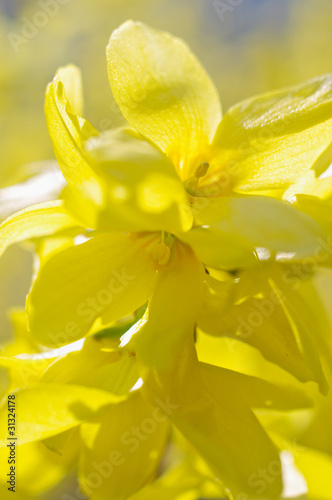 レンギョウの花のアップ