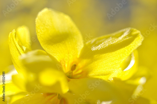 レンギョウの花のアップ