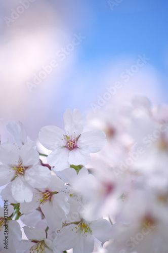 桜の花と青空