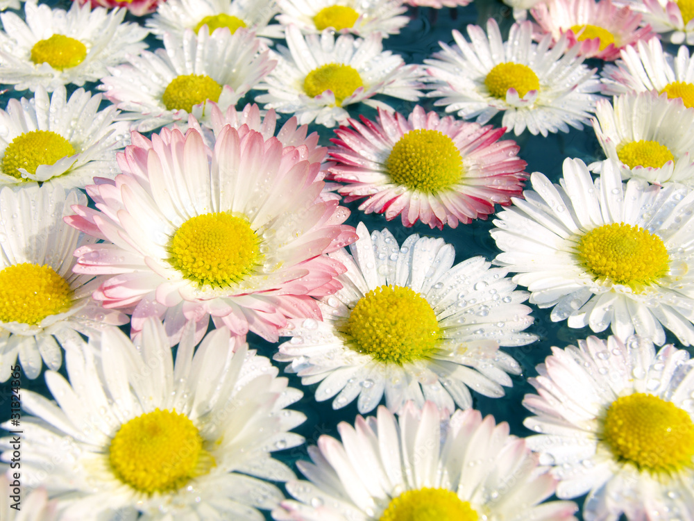 Fototapeta premium Daisies