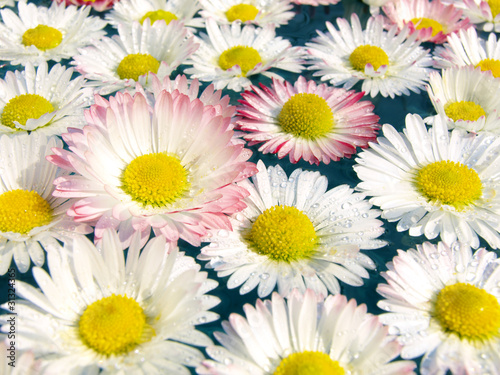 Daisies