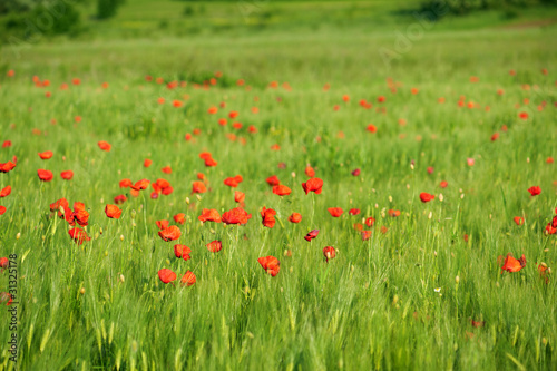 Red poppies on green wheat field in a windy day. Shallow DOF.