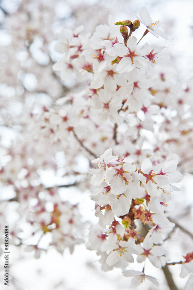 Beautiful high key bright Spring blossom image Beautiful high key bright Spring blossom image