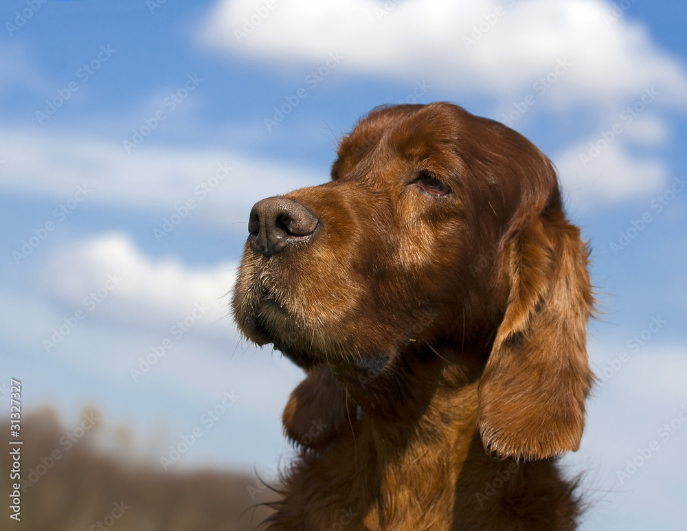 Senior irish setter portrait Senior irish setter portrait