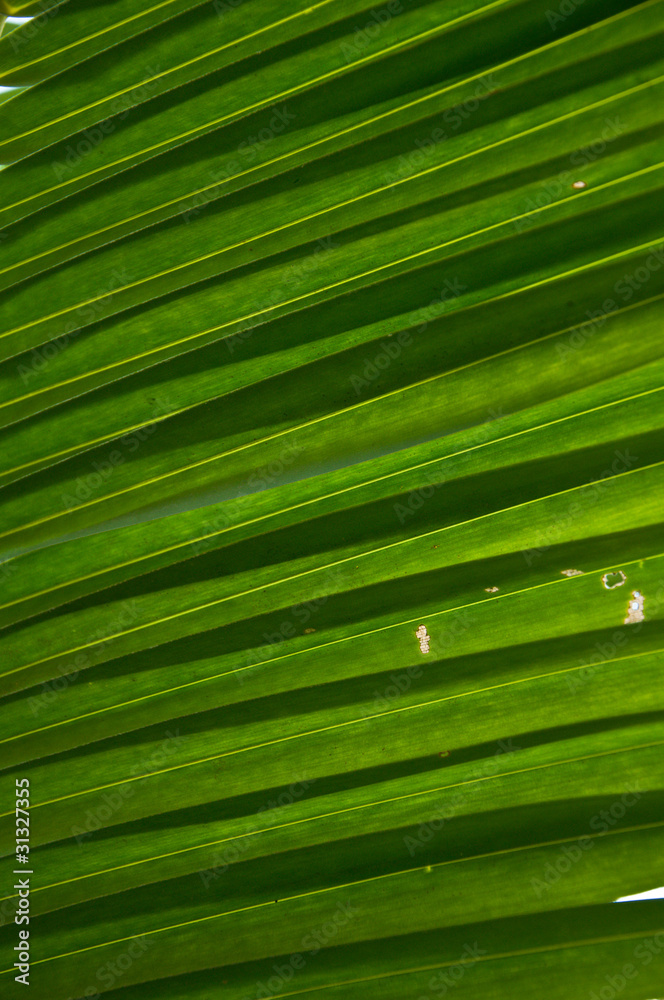 Palm leaf Palm leaf