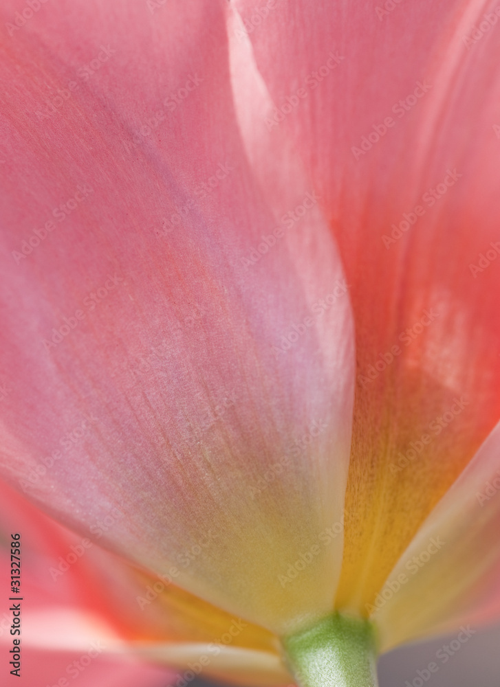 Beautiful macro close up of fresh Spring vibrant tulip flower Beautiful macro close up of fresh Spring vibrant tulip flower