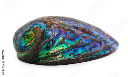 Paua Shell isolated on white