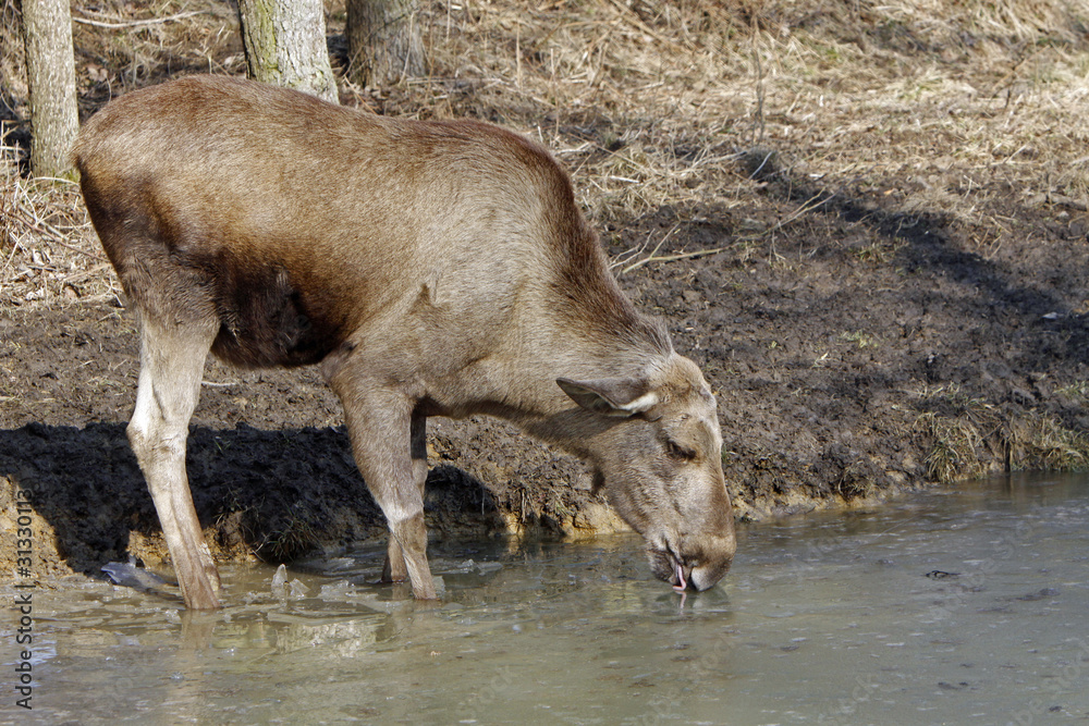 Fototapeta premium Elch
