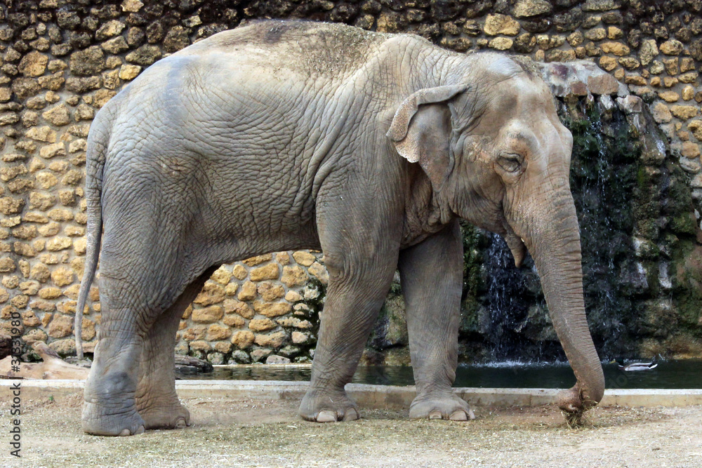 Naklejka premium Elefante asiático