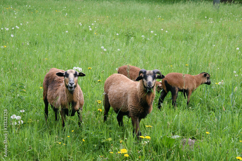 Schafe im Spreewald photo