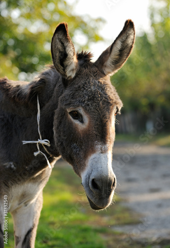 Donkey portrait © ecobo