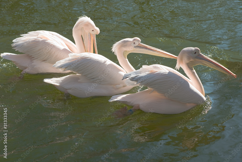Group of Great White Pelicans