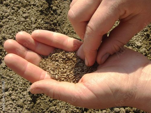 hands sowing seeds