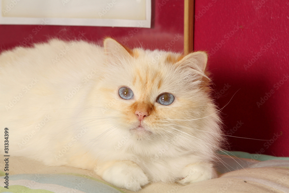 chat birman aux yeux bleus de profil
