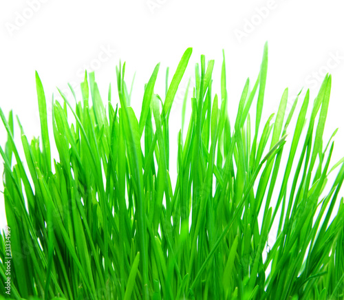 fresh bright grass on white background
