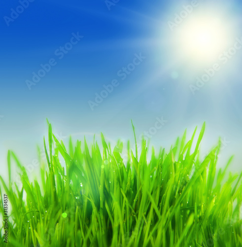 fresh grass with sunbeams