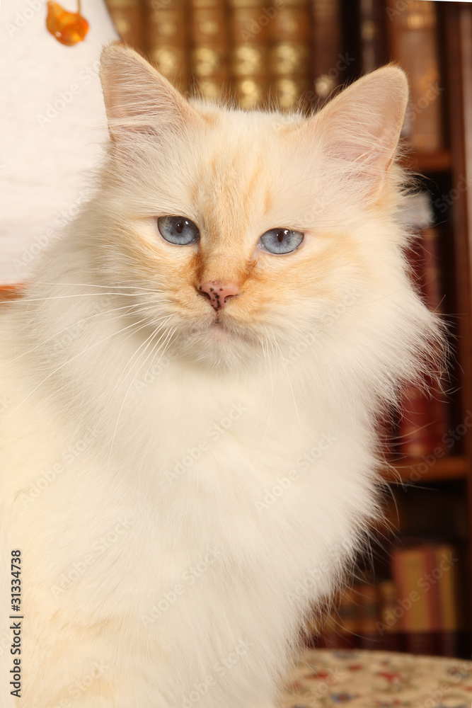 beautiful head of the sacred cat of Birma beautiful head of the sacred cat of Birma
