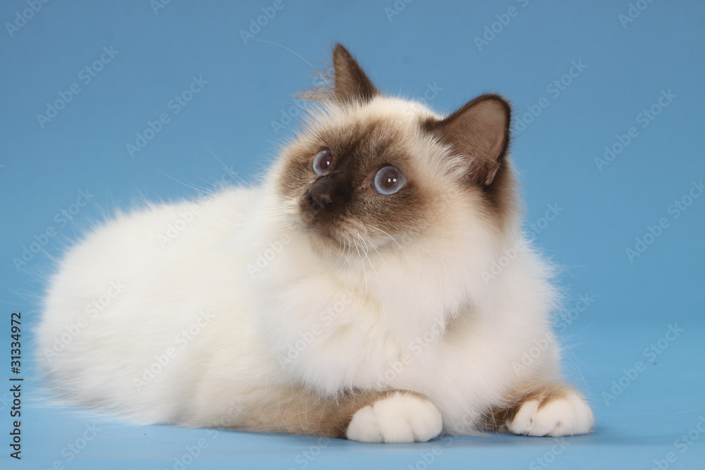 chat birman allongé chat birman allongé