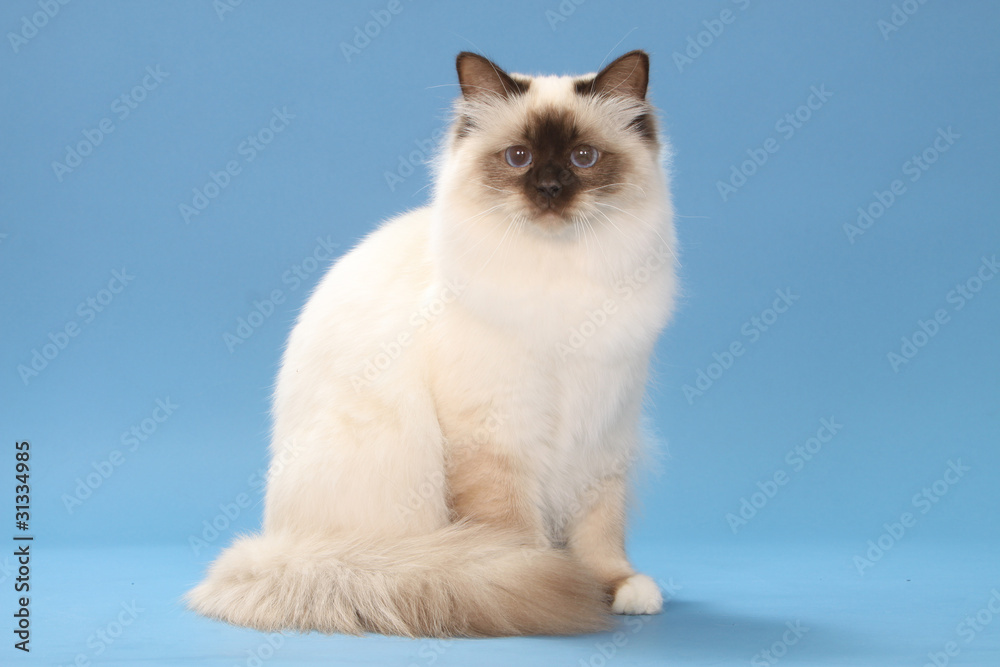 Obraz premium sacred cat of burma - sacré de Birmanie