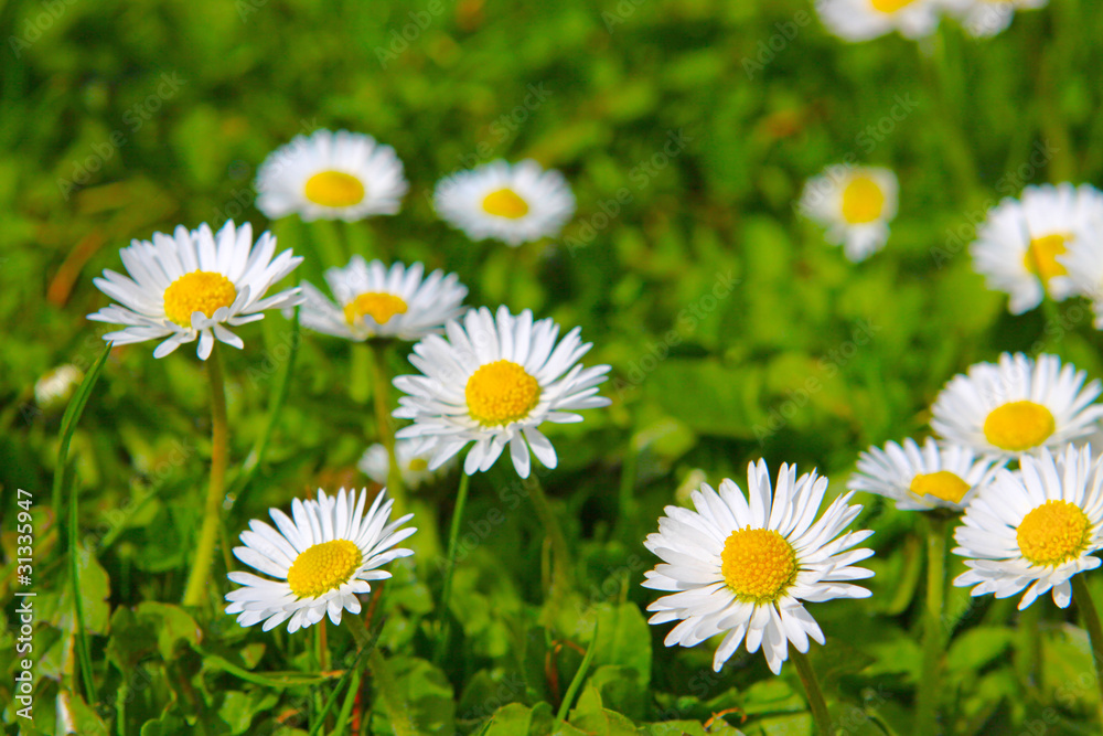 Fototapeta premium Blumenwiese