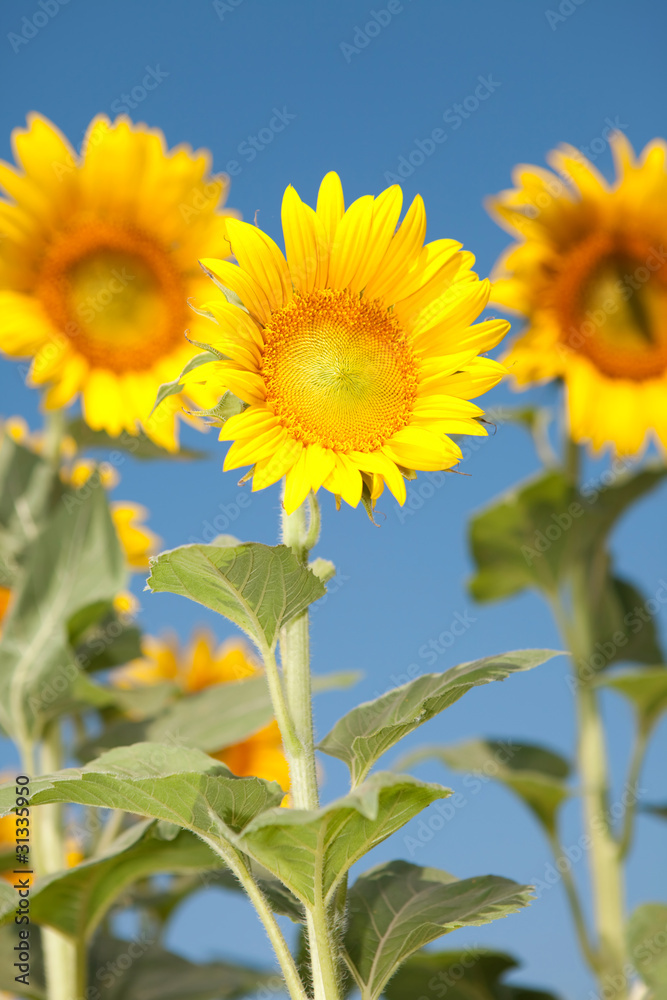 amazing sunflowers and blue sky background amazing sunflowers and blue sky background