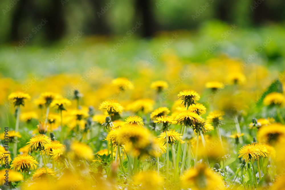 Field of dandelions Field of dandelions