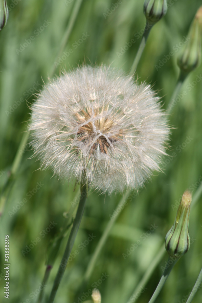 Fototapeta premium Yellow Goats Beard