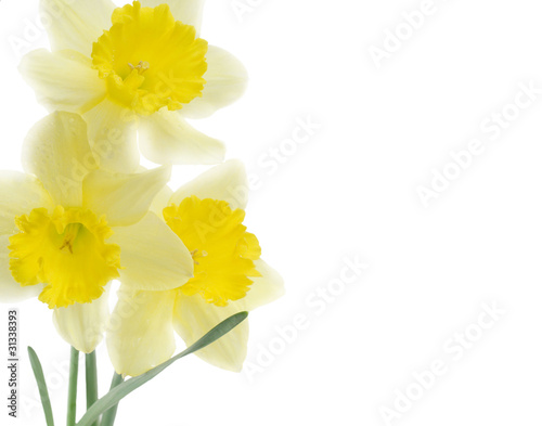 Canvas Print Bouquet of yellow narcissus isolated on white