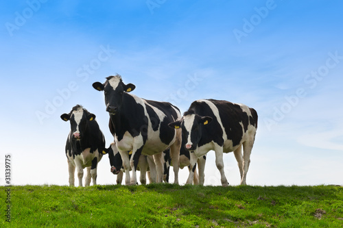 Cows on on farmland © Eric Gevaert