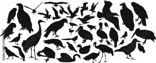birds