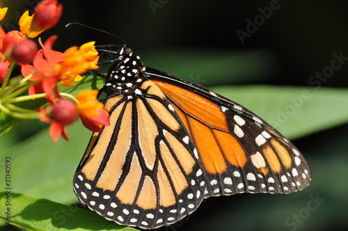 Monarch Schmetterling © emotionpicture
