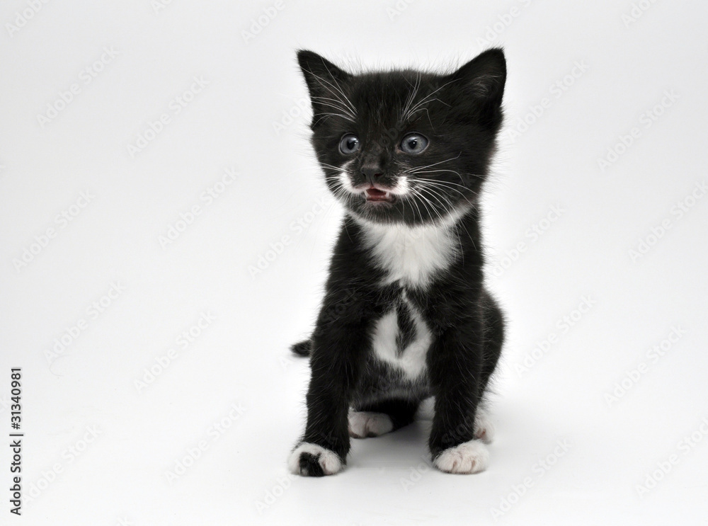 kitten portrait kitten portrait