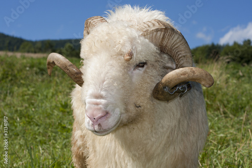 Portrait of a Ram in the mountains