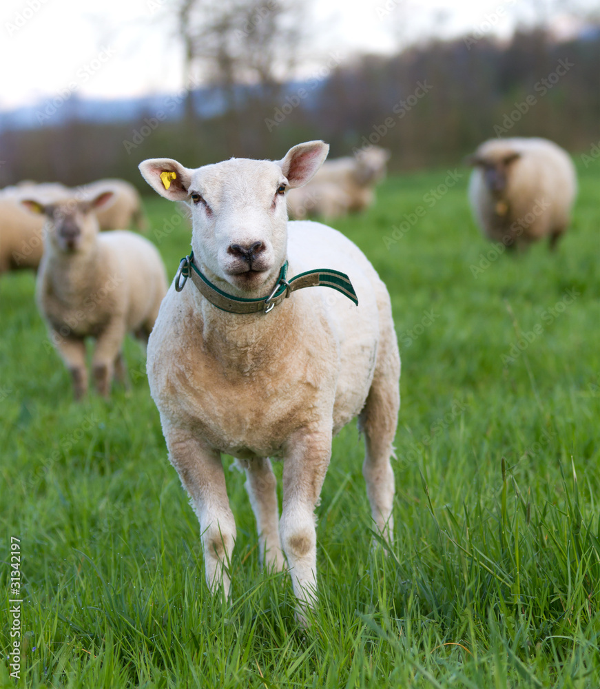 Fototapeta premium sheared sheed on pasture
