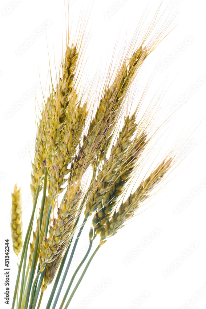 Fototapeta premium Wheat isolated