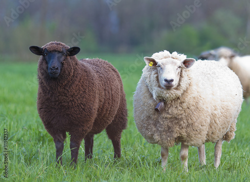 czarno-białe owce