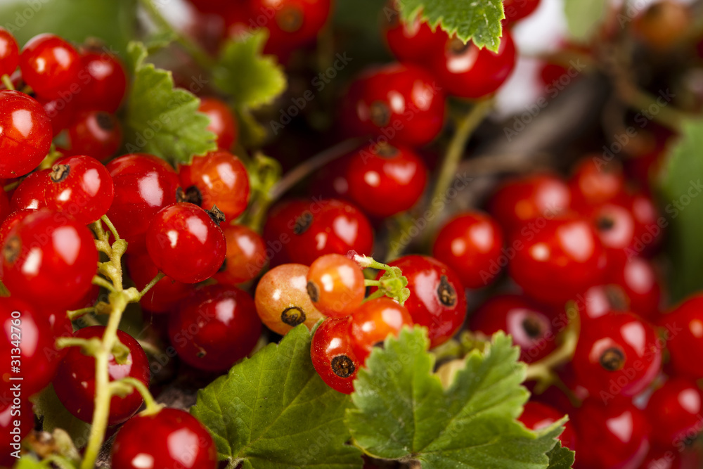 redcurrant redcurrant