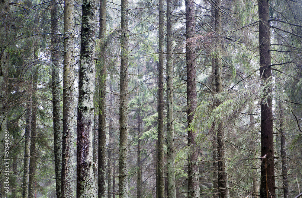 Spruce forest Spruce forest