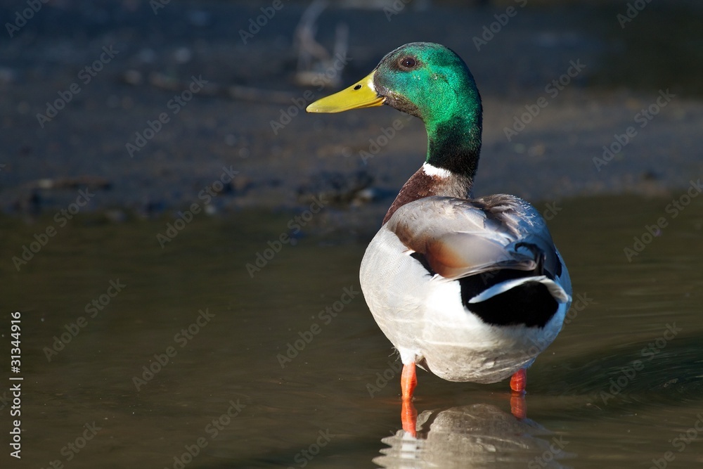 Obraz premium Drake Mallard