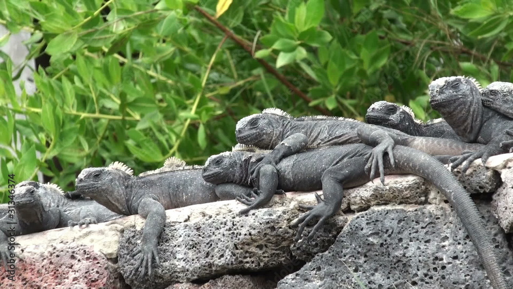 marine iguanas basking in the sun marine iguanas basking in the sun