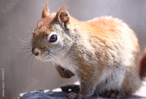 ecureuil sur une pierre photo