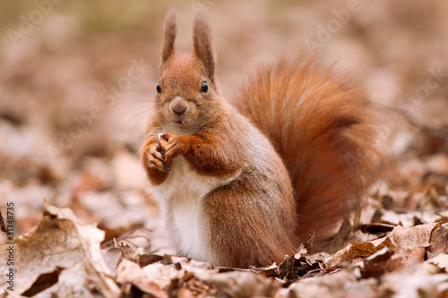 Little cute squirrel on the leaves