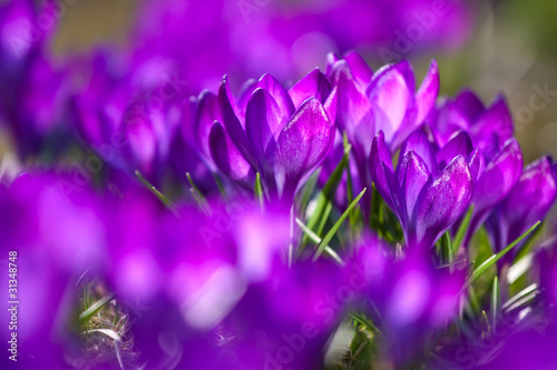 Bunch of Violet crocuses in the grass