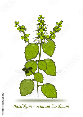 Basilikum Illustration
