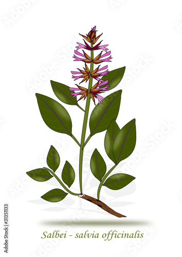 Salbei Illustration