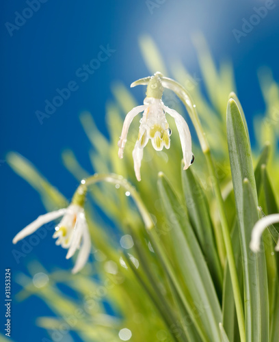 Snowdrop flowers