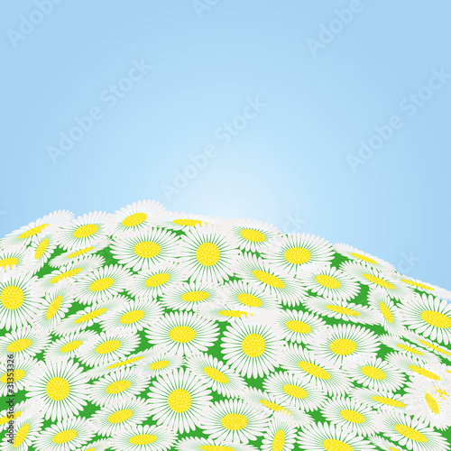 Green field with chamomile flowers , vector illustration