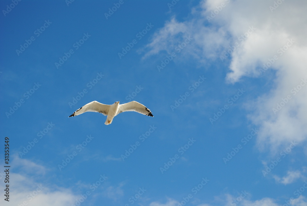 seagull in the blue sky seagull in the blue sky