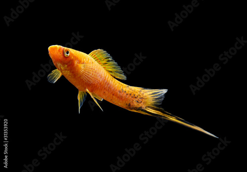 Schwerttraeger schwarz06