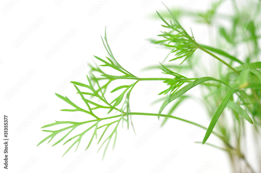 Dill isoliert Dill isoliert